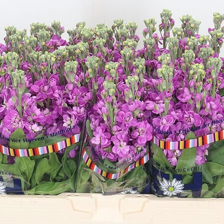 Матиола Купить