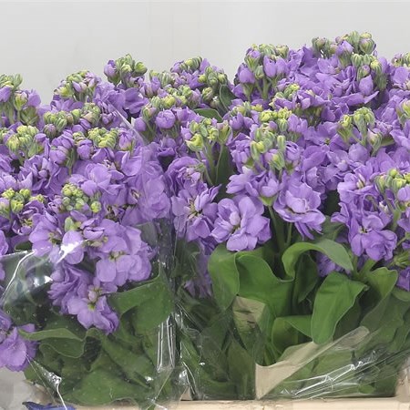 Stocks Figaro Lavender