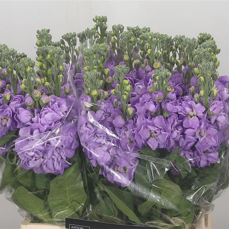 Stocks Figaro Lavender