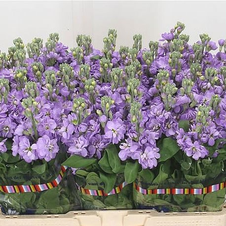Stocks Figaro Lavender