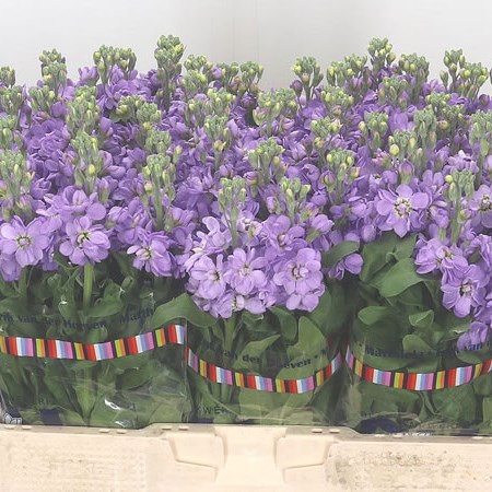 Stocks Figaro Lavender