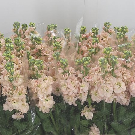 Stocks Iron Apricot 55cm | Wholesale Dutch Flowers & Florist Supplies UK