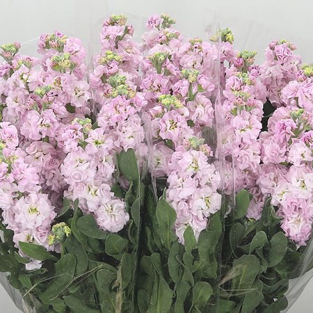 Stocks Iron Baby Pink (Italian) 60cm | Wholesale Dutch Flowers ...