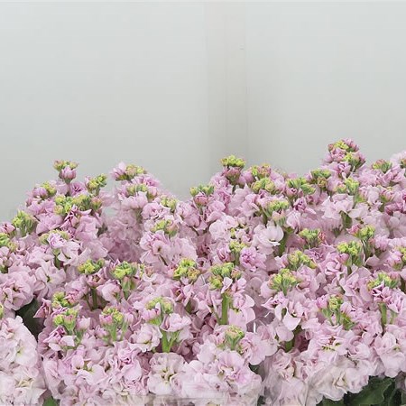 Stocks Iron Cherry Blossom