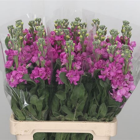 Stocks Iron Dark Pink (Italian)