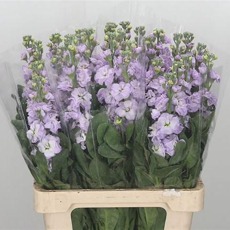 Stocks Iron Lavendel (Italian)