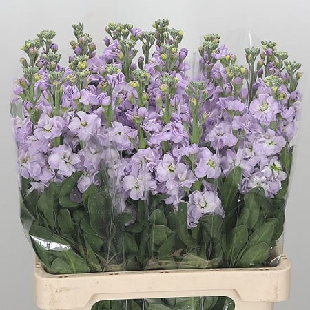 Stocks Iron Lavender Extra (Italian)