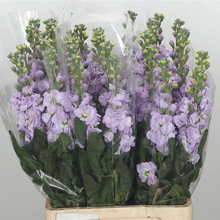 Stocks Iron Lavender Extra (Italian)