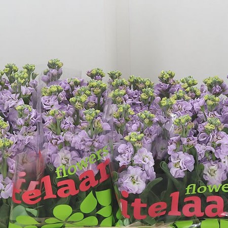 Stocks Iron Marine Lavander