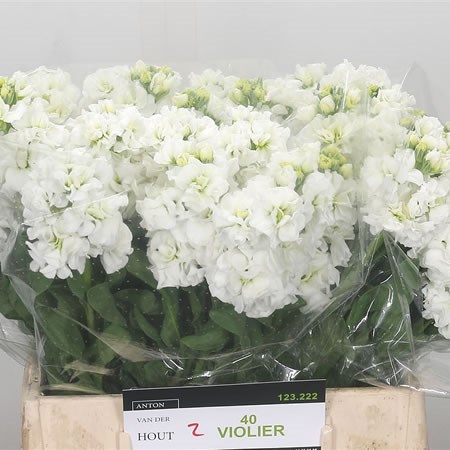 Stocks Iron White