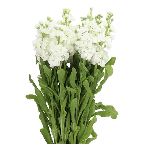 Stocks Iron White