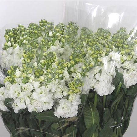 Stocks Iron White