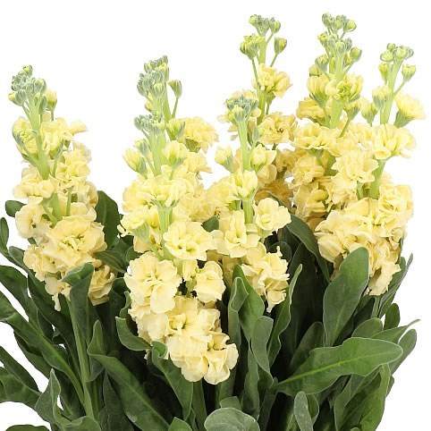 Stocks Iron Yellow