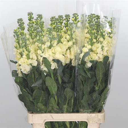 Stocks Iron Yellow Extra (Italian)