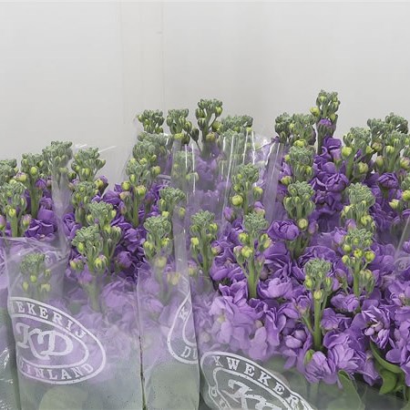 Stocks Jordyn Lavender