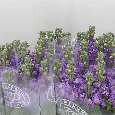 Stocks Jordyn Lavender