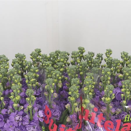 Stocks Mathilda Lavender