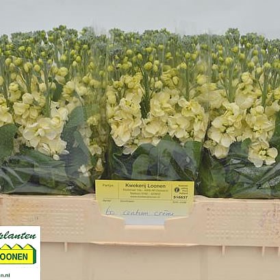 Stocks Mathilda Yellow