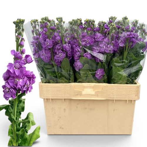 Stocks Milla Lavender