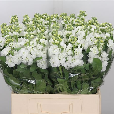 Stocks Milla White (Extra)