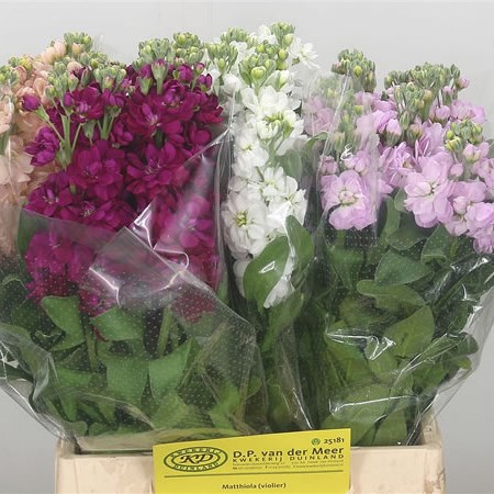 Stocks Mix - (Colours may vary)