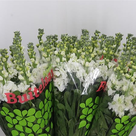 Stocks White Arrow (Extra)