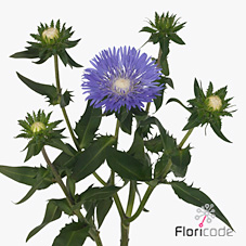 Stokesia laevis mels blue