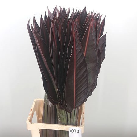 Strelitzia Leaves Dyed Red
