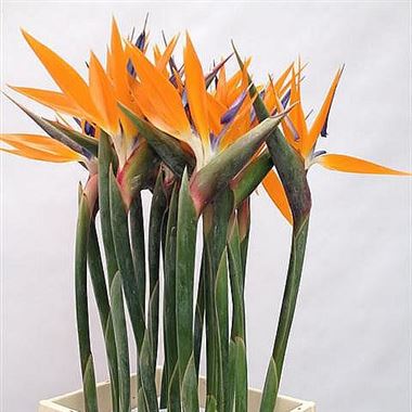 Strelitzia Flowers x 12