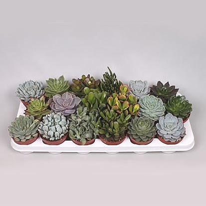 Succulent Plants Winco Mix (18s)