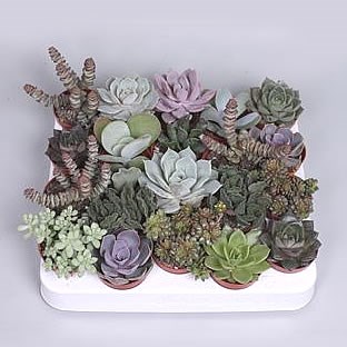 Succulent Plants Winco Mix (20s)