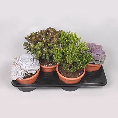 Succulent Plants Winco Mix (4s)