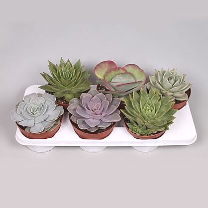 Succulent Plants Winco Mix (6s)