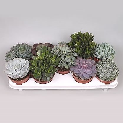 Succulent Plants Winco Mix (9s)