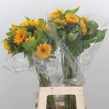 Sunflowers Kisima Gold