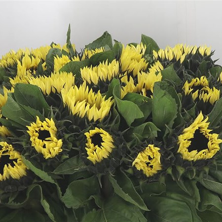 Sunflowers Limoncello