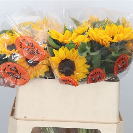 Sunflowers Orange Fire