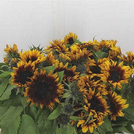 Sunflowers Prado