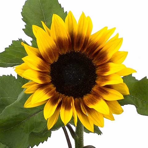 Sunflowers Pro Cut Bicolor
