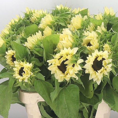 Sunflowers Pro Cut White Nite