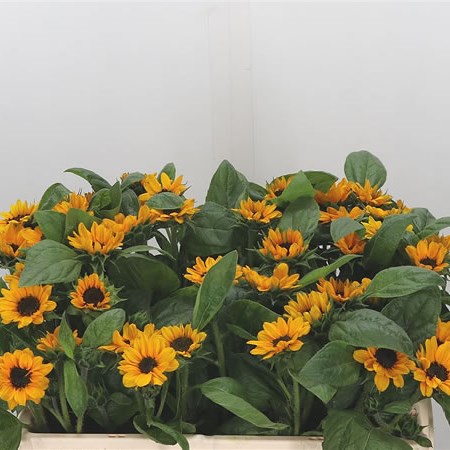 Sunflowers Sonja (Mini)