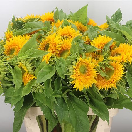 Sunflowers Sun King 85cm Wholesale Dutch Flowers Florist Supplies Uk