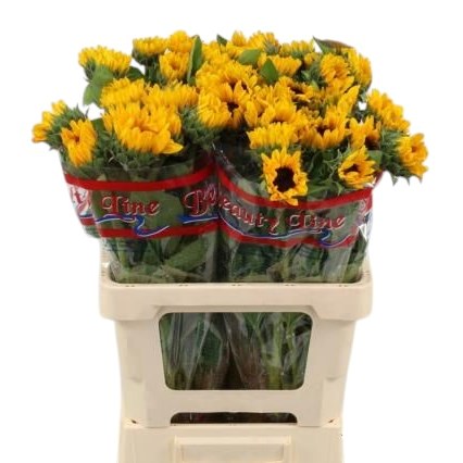 Sunflowers Sunova