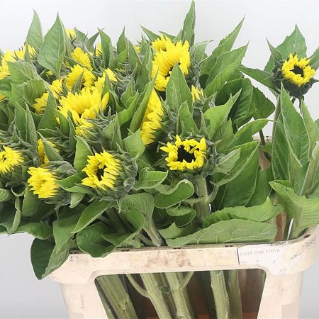 Sunflowers Sunrich Limoncello