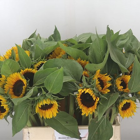 Sunflowers Sunrich Orange (Extra)