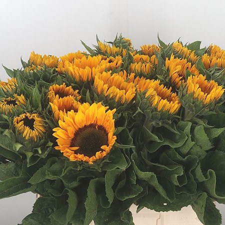 Sunflowers Sunrich Provence (Extra)