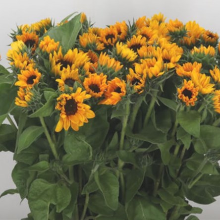 Sunflowers Tanja