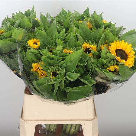 Sunflowers Vincent's Choice