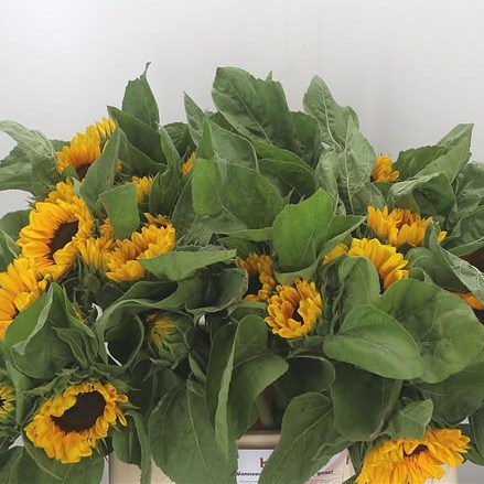 Sunflowers Vincent's Choice (Extra)