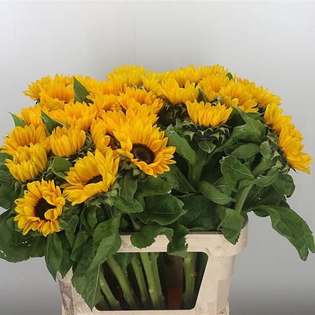 Sunflowers Vincent's Choice (Extra) 80cm | Wholesale Dutch Flowers